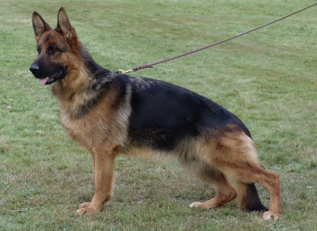 Latoya vom Zellwaldrand | German Shepherd Dog 