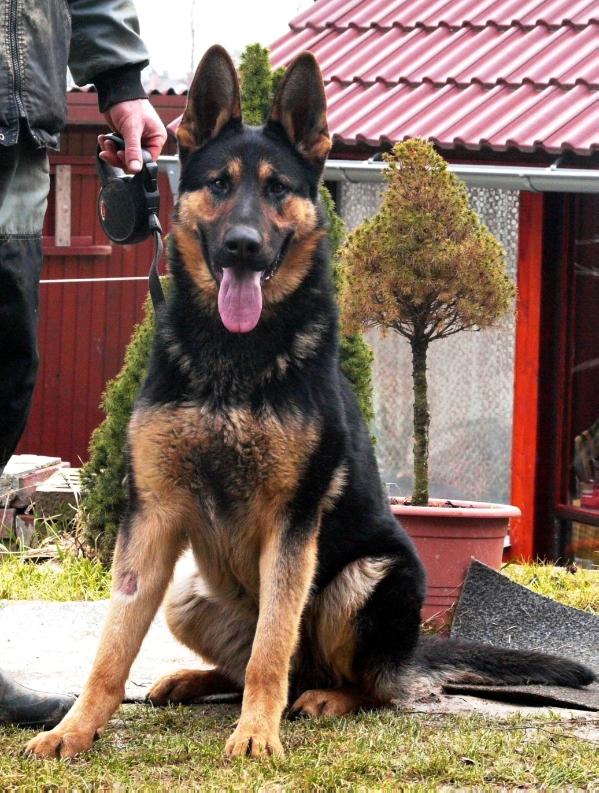 Chero z Jirkova dvora | German Shepherd Dog 