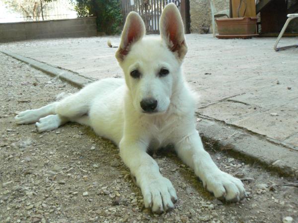 Because The Night | White Swiss Shepherd Dog 