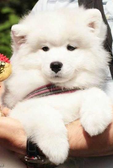 Radost Zhizni Time To Be Happy | Samoyed 