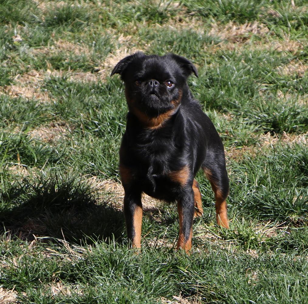 Vittoriano De Delalini | Brussels Griffon 