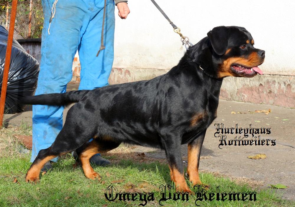 Omega Von Kelemen | Rottweiler 