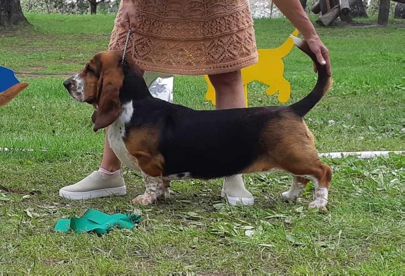 Kassiopeia von Bernibass | Basset Hound 