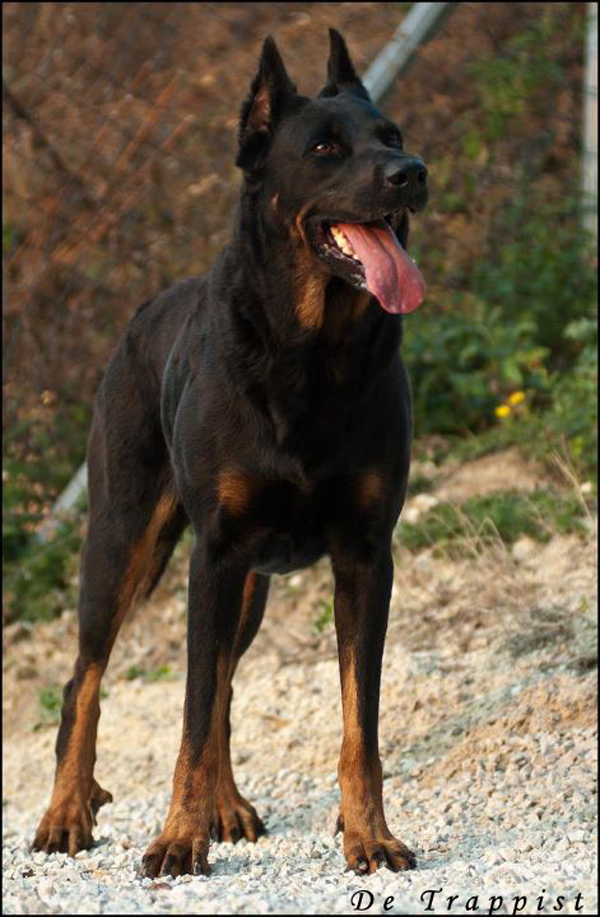 Ginger de Montclea | Beauceron 