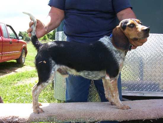 Scrogham's Blue Dakota Tracker | Beagle 