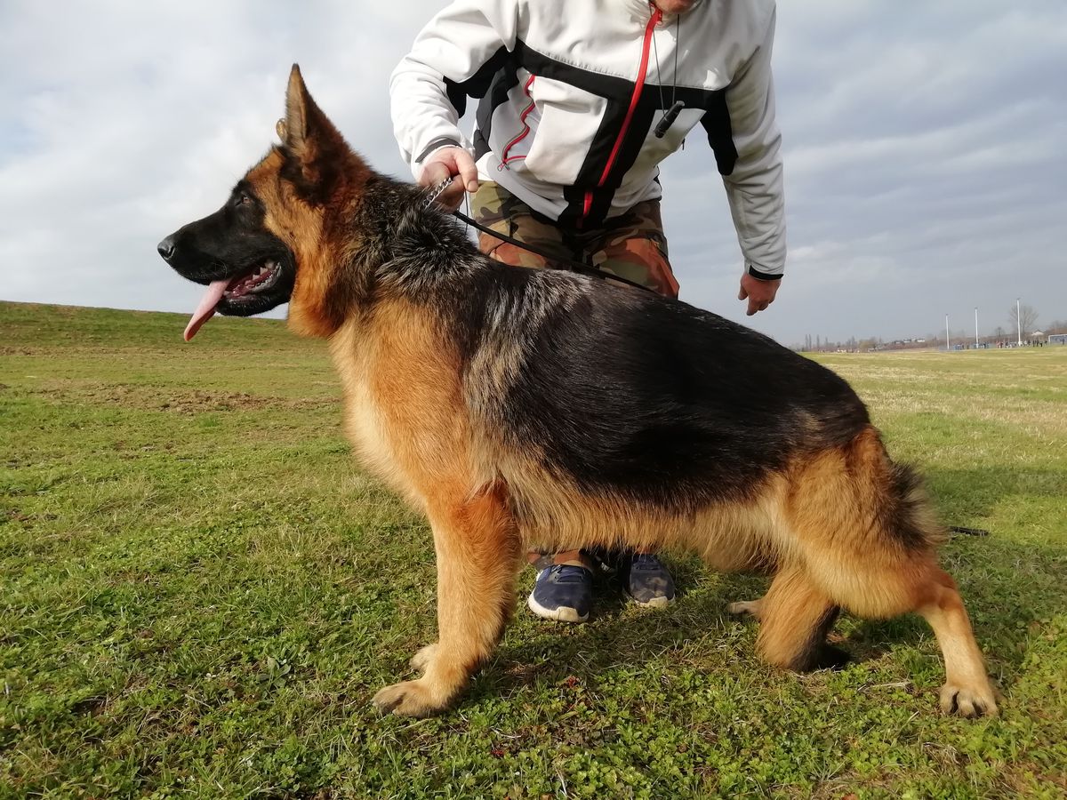 OTTY VON NIVALDA | German Shepherd Dog 