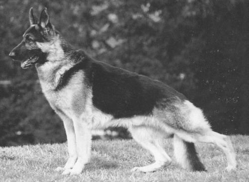 Ruperon's UFO Flyer | German Shepherd Dog 