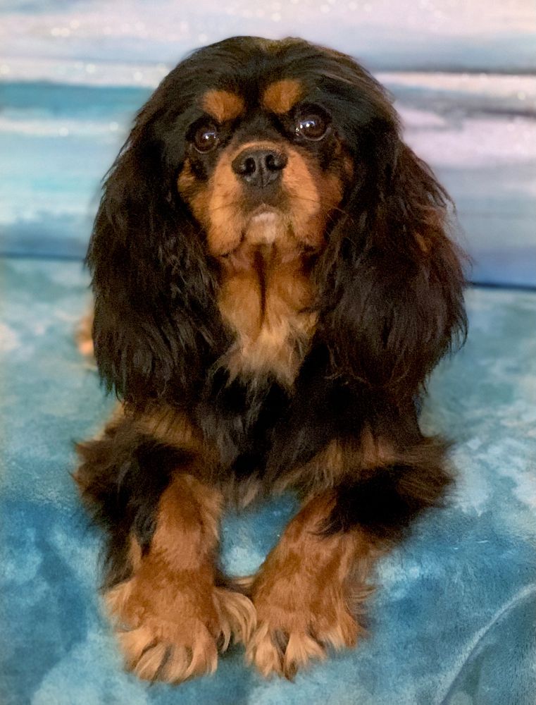 Enchanting Tail’s Creme De Cassis | Cavalier King Charles Spaniel 