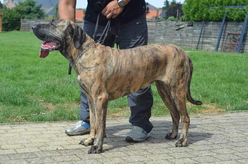 Jade do Pantanal | Fila Brasileiro 