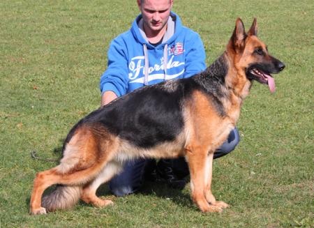 Elen od Hradu Drahotuch | German Shepherd Dog 