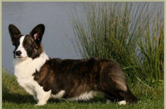 Floatin Helen Heilin | Cardigan Welsh Corgi 