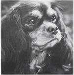 Millstone Beechking Tansy | Cavalier King Charles Spaniel 