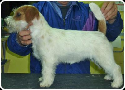 Southjack Beauty For Vincenzo Floris | Jack Russell Terrier 