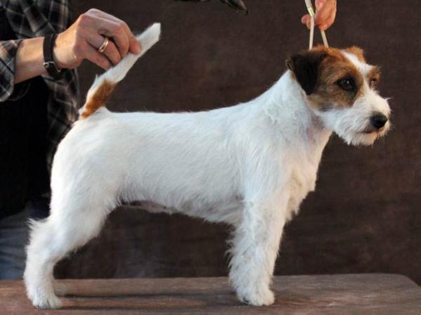 Whitetan Moon Flower | Jack Russell Terrier 