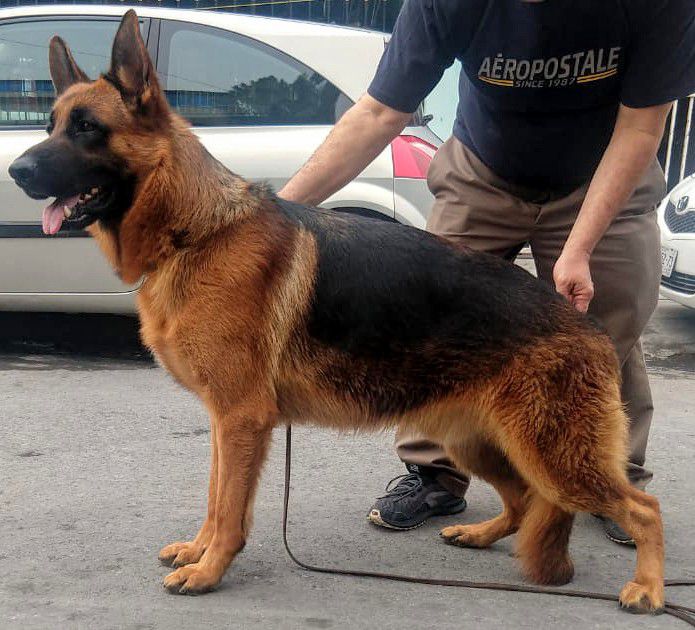 Kino Carbajal | German Shepherd Dog 