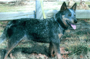 Rad's Pepper Ann | Australian Cattle Dog 