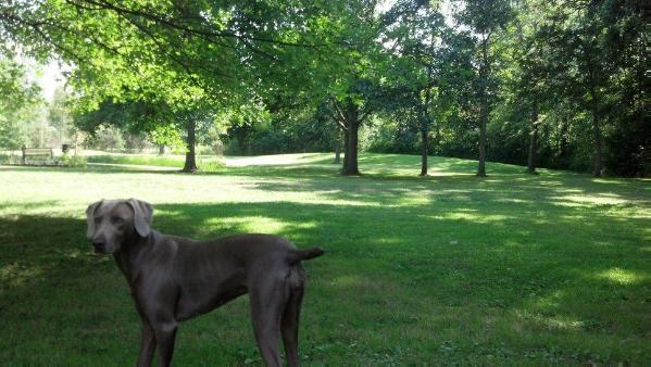 Amelia Il Grigia | Weimaraner 