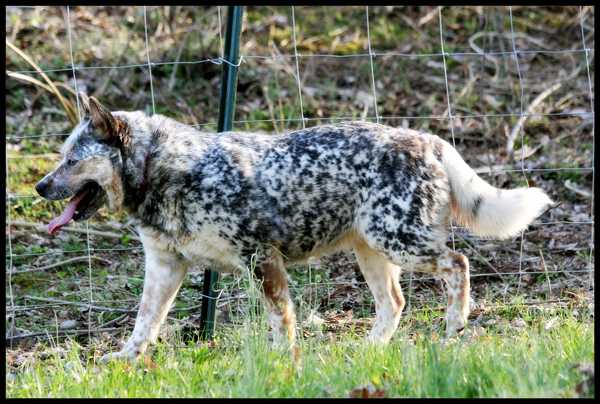 Blue Yonder's Get Your Shine On From South Mountain | Australian Cattle Dog 