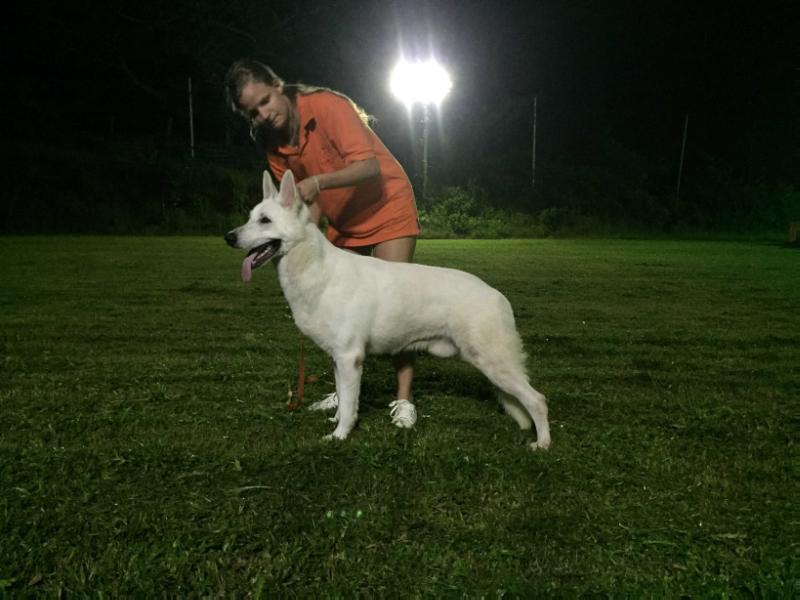 Zampa di Ikku Haru | White Swiss Shepherd Dog 