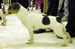 Timant dzhon | Jack Russell Terrier 