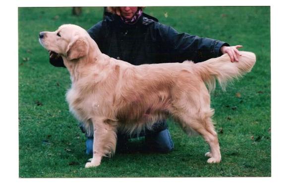 Styal Sky Master | Golden Retriever 