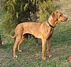 Bukavu-Bawu Olufemi | Rhodesian Ridgeback 