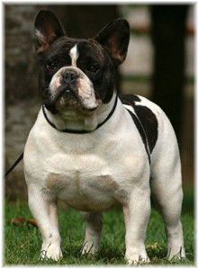 URAL FROM IRON COUNTY FOR GOLD-SIERRA | French Bulldog 