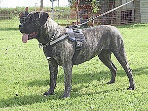 Maxima de la Arena | Perro de Presa Canario 