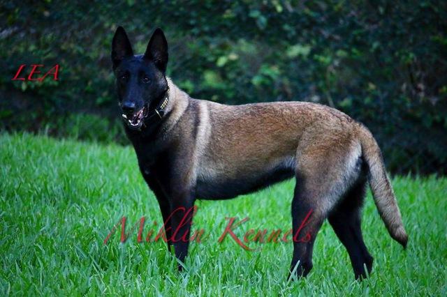 Lea FCM L8841-B | Belgian Malinois 