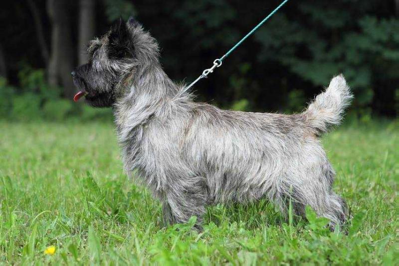 RASKEN'S RUM &amp; COKE | Cairn Terrier 