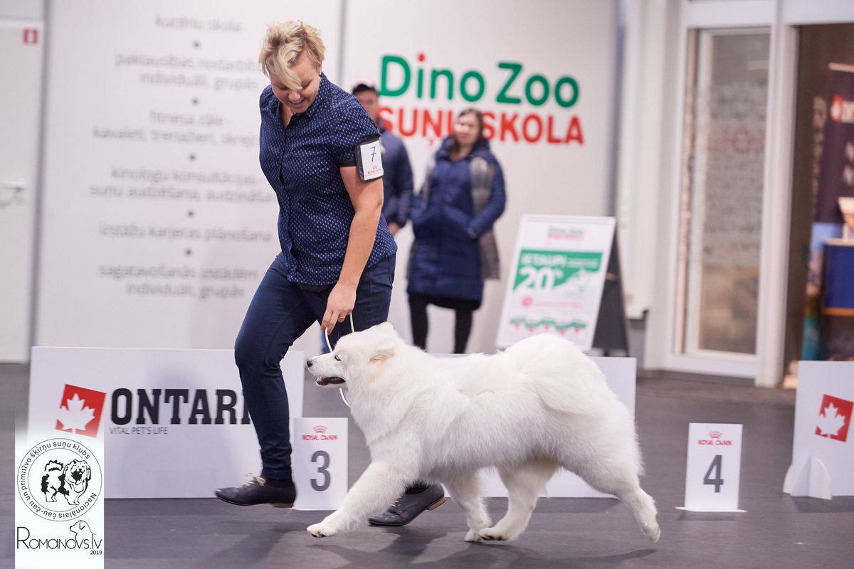 ANAMIKA BALTIE SUNI | Samoyed 