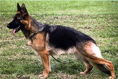 Liga von Bad-Boll | German Shepherd Dog 