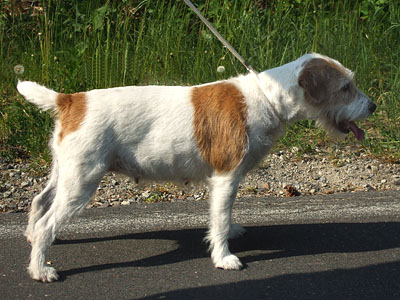 Bonny | Parson Russell Terrier 