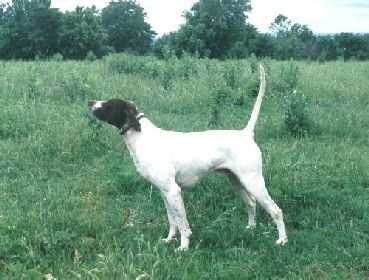 RAIL'S LITTLE JAKE | Pointer 