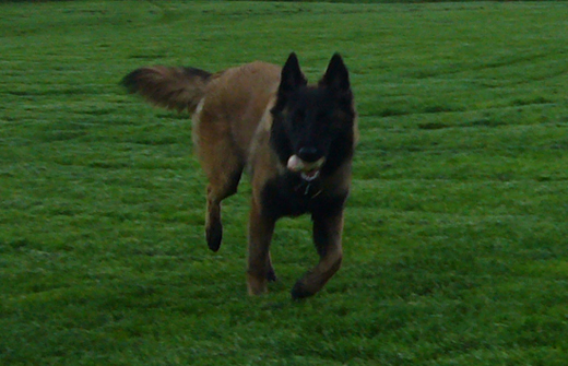 Betzy de Contrescarpe | Belgian Tervuren 