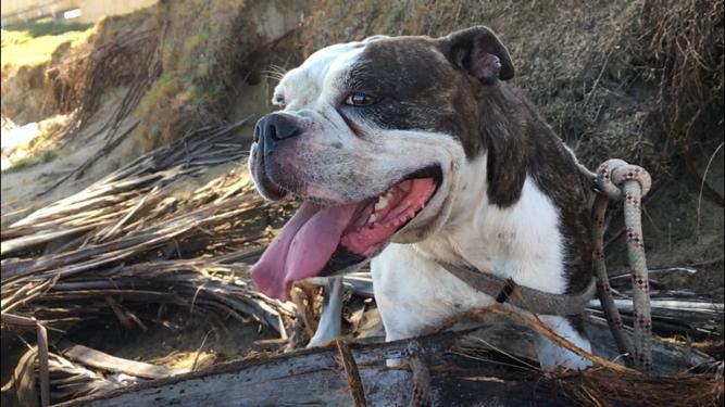 Zena de Lopez | Olde English Bulldogge 