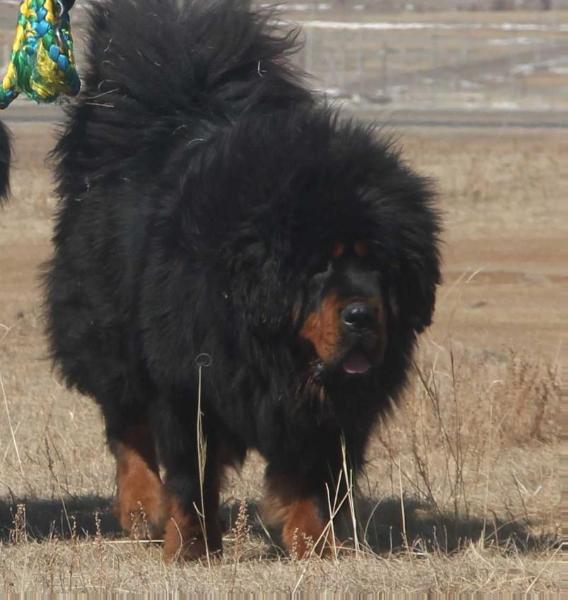 Argal | Tibetan Mastiff 