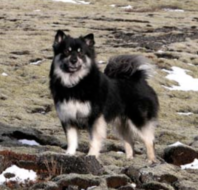 Kolur frá Keldnakoti | Icelandic Sheepdog 