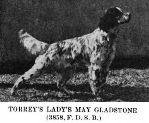 Torrey's Lady May Gladstone | English Setter 