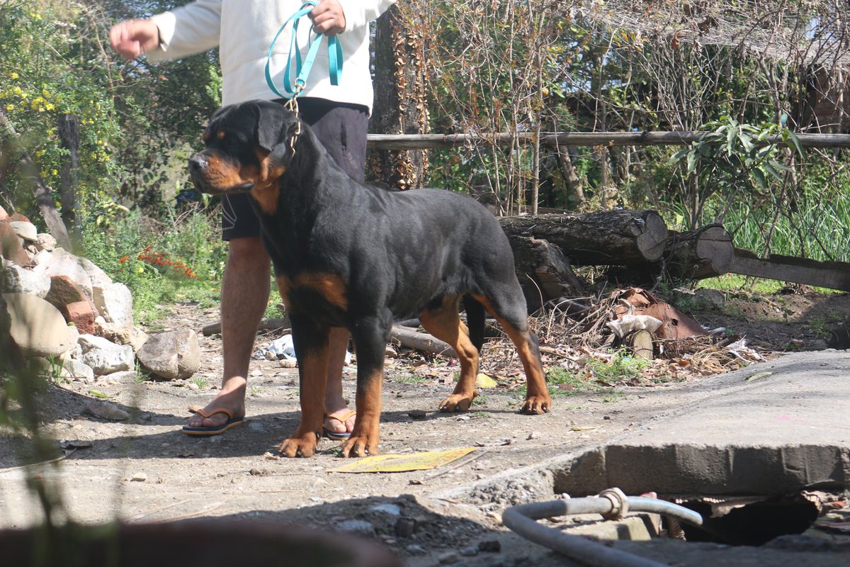 Neymar ausdershwetkang | Rottweiler 