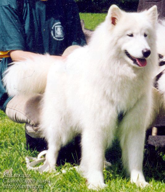 Beelina Kenni Kerol | Samoyed 