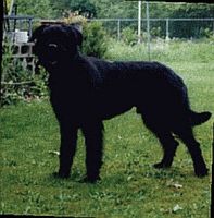 Enditsie Anka v d Frokohof | Bouvier des Flandres 