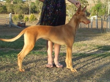 vicoridge field of glory | Pharaoh Hound 