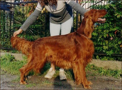 Quinniver's CARDINAL SONG | Irish Setter 
