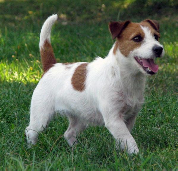 Penny Marry/JR Rags Puma | Jack Russell Terrier 