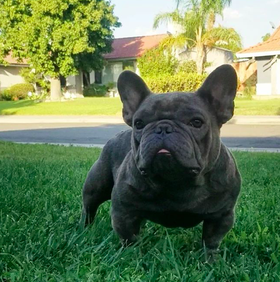 HHB Wee Wee | French Bulldog 