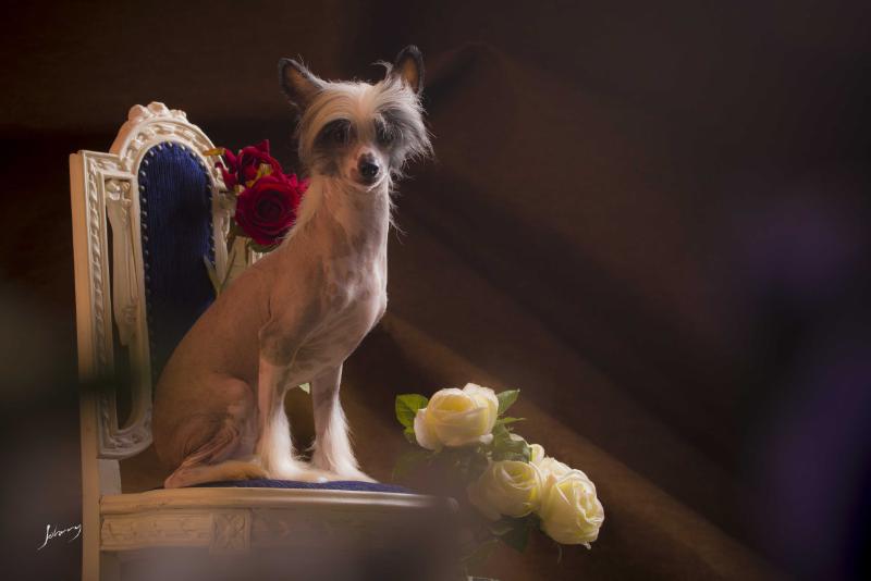 Eashik's Brad | Chinese Crested 