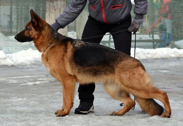 Sanglen Olbritt Korlana | German Shepherd Dog 