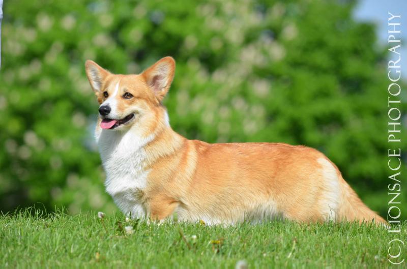 Kenosha Kiss of Kinberger's | Pembroke Welsh Corgi 