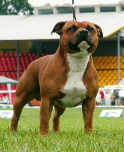 Gold Charger Buldozer | Staffordshire Bull Terrier 